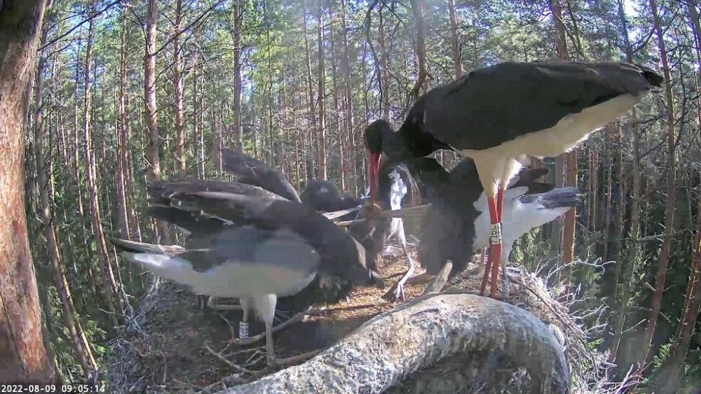 Veidi peale kella üheksat tuli isaslind saagiga ja kõik kurepojad olid ka söömas