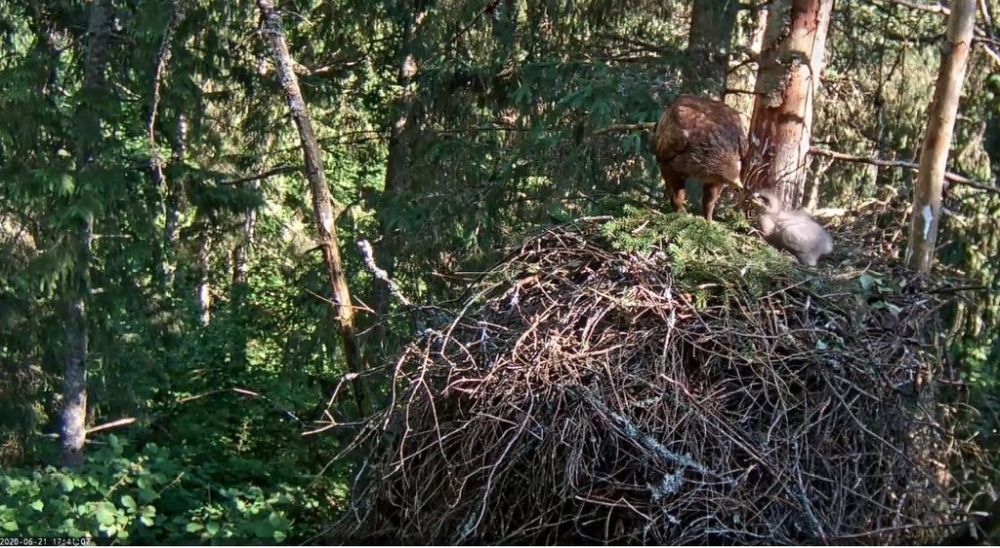 Suur-konnakotkaste noorlinnu söötmine võtab emaslind Tiiul aega sest kasvab nii isu, kui toidu kogus
