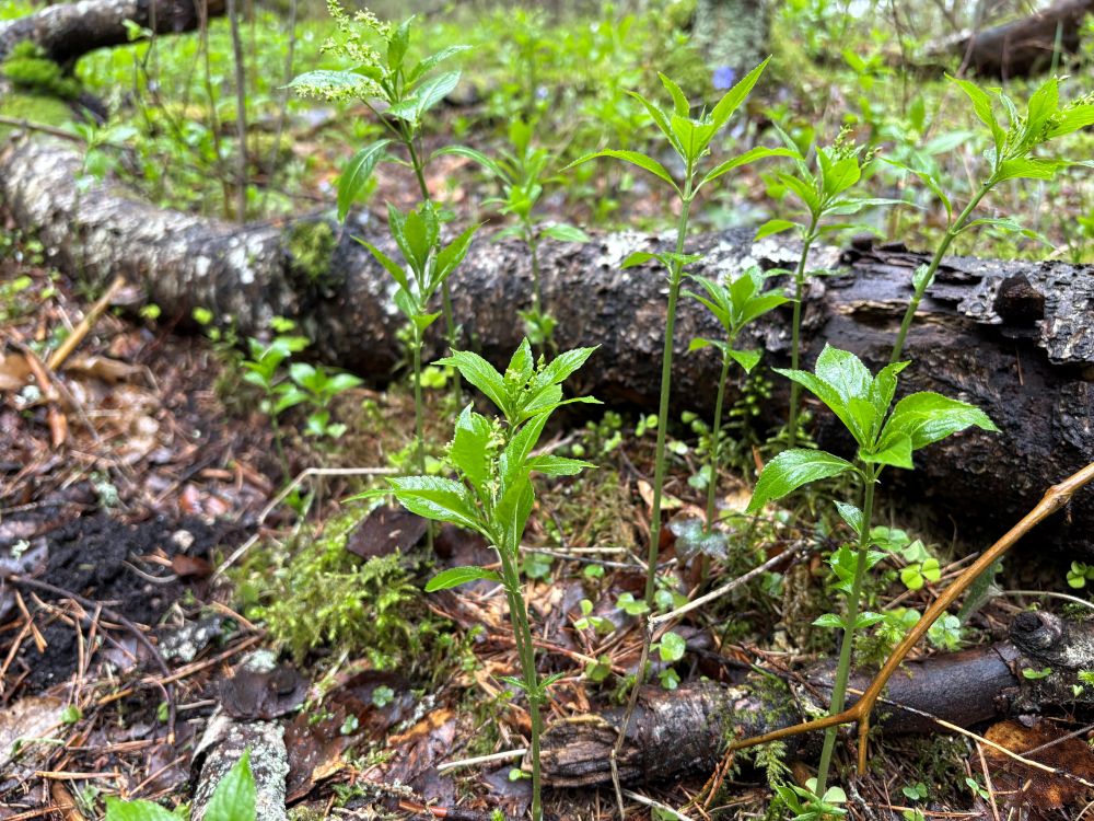 Püsik-seljarohu kasvukoht viljakas jänesekapsa kõdusoos