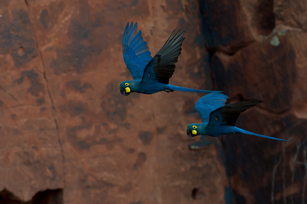 Indigo-siniaara (Anodorhynchus leari) 