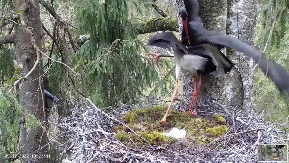 Sissetungija püüab hauduvat isaslind Jani pesast välja trügida