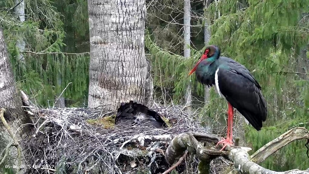 Järjekindlalt saabub sissetungija oksale seisma...