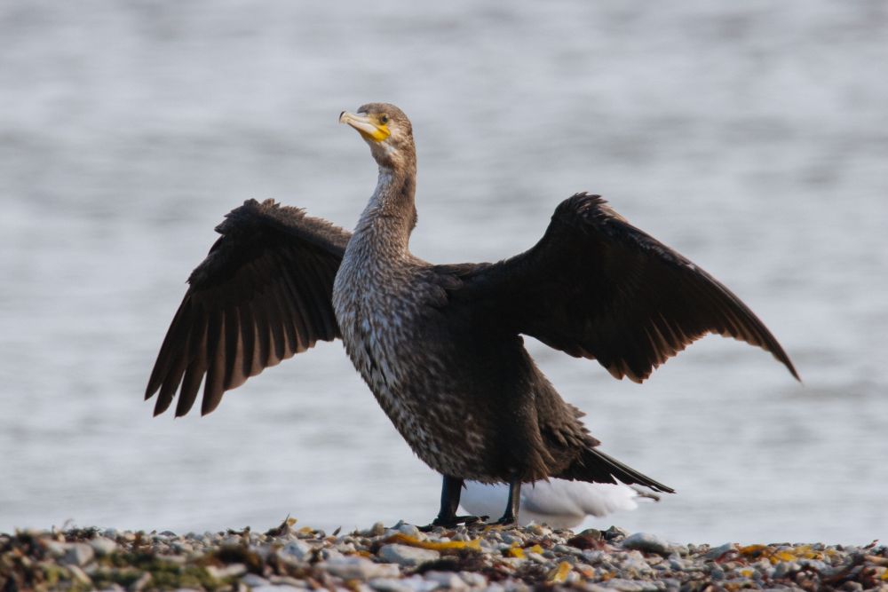 Sulestikku kuivatav kormoran.