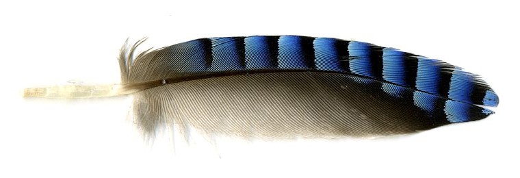 Pasknääri tiivanuki sulg