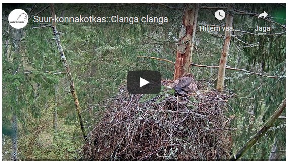 Suur-konnakotka pesakaamera