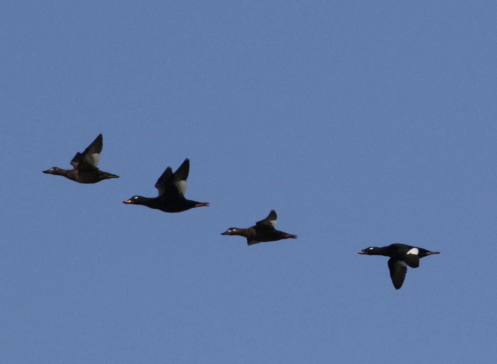 Siberi tõmmuvaeras (paremal) koos tõmmuvaerastega. Põõsaspea neem, 14.09.2019.