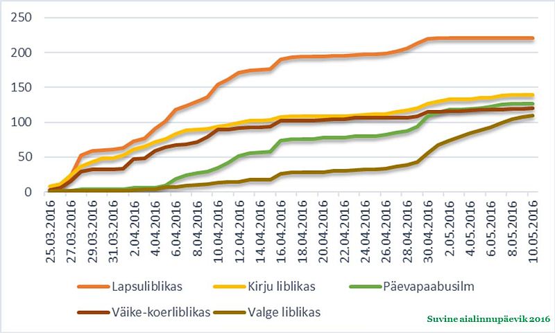 Lapsuliblikas ja väike-koerliblikas hakkasid ringi lendama märtsi viimastel päevadel ja aprilli alguses,