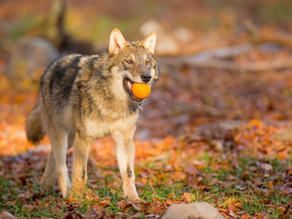 hunt