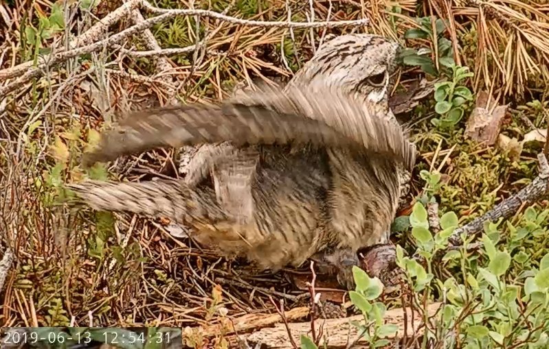 Öösorril on näha esimene koorunud tibu