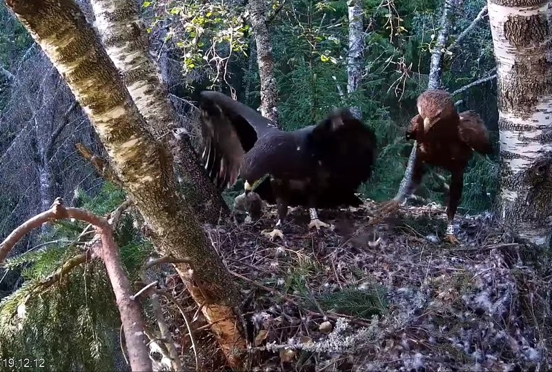 Järelikult peab kotkapoeg oma toidukordi läheduses ootama