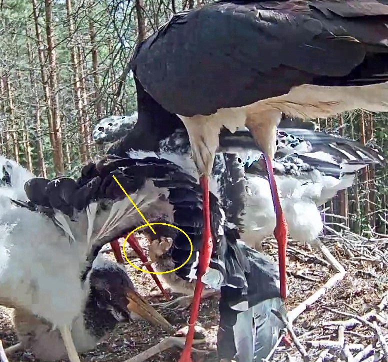 Emaslind Kati on kurepoegadele püüdnud ojaluhalt hoopis konni