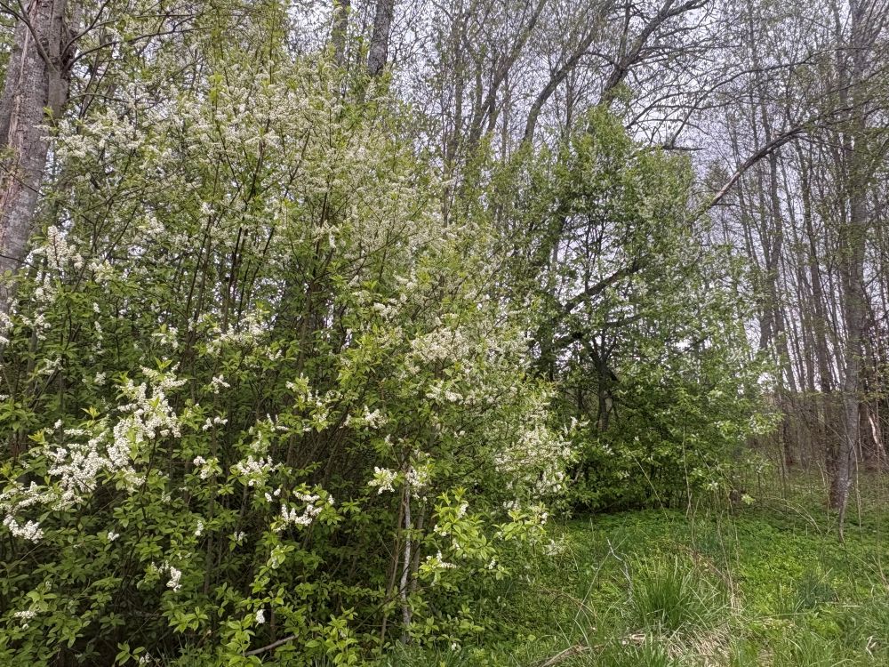 Toomingad õitsevad
