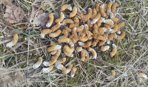 Laanepüü tropid on ligi kuni 2 cm pikkused ja lindude väljaheidetele omaselt on tavaliselt tropi üks ots tahkest uriinist valgeks värvunud