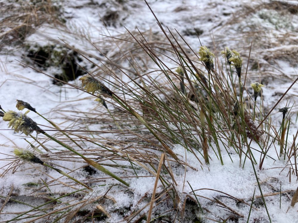 Möödunud aasta ülesvõte õitsevast tupp-villpeast aprilli alul, värskelt sadanud lumes