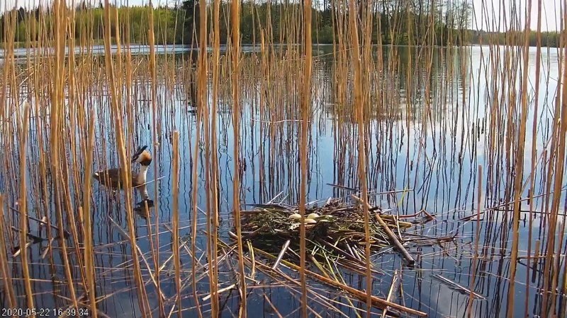 Tüttpütikaamera uuel pesal