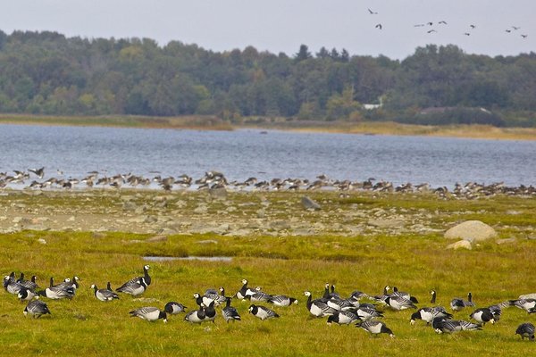 Lisaks valgepõsk-lagledele peatub Matsalus ka tuhandeid rabahanesid ja suur-laukhanesid ning kuni paarkümmend väike-laukhane.