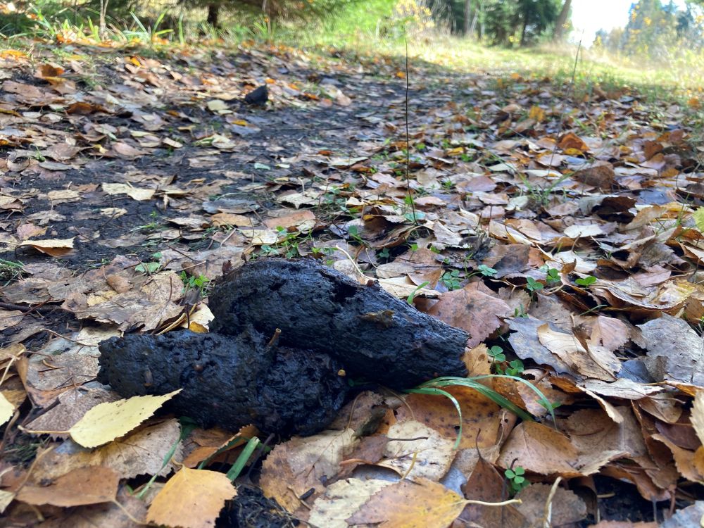 Alul värske jälg ja veidi maad edasi…