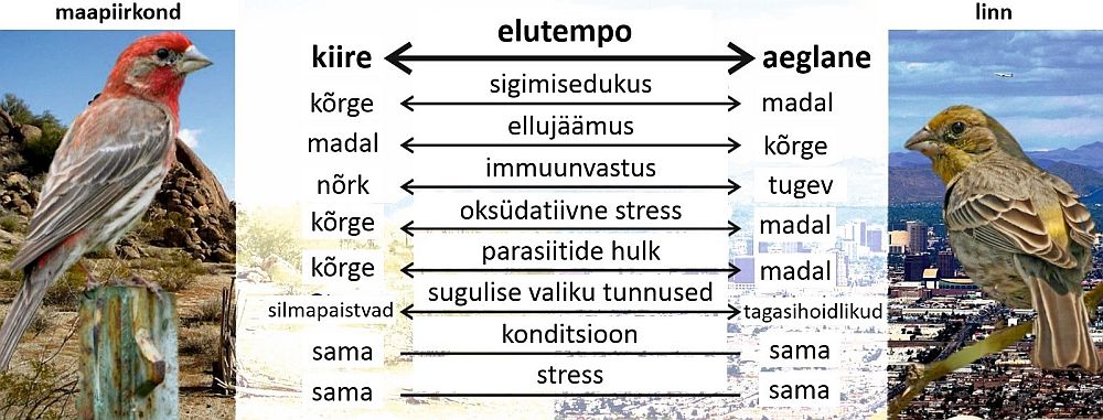 Maa- ja linnalindude elutempo erinevate parameetrite skemaatiline võrdlus. Pildil on aed-karmiinleevikesed. Kohandatud eestikeelseks Tuul et al. 2017 järgi.