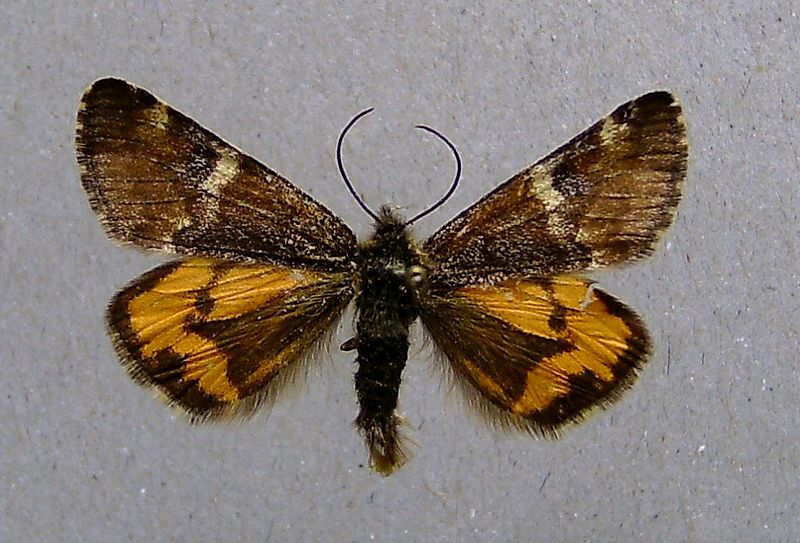 vaksik