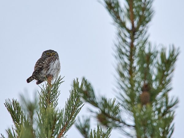 Värbkakk