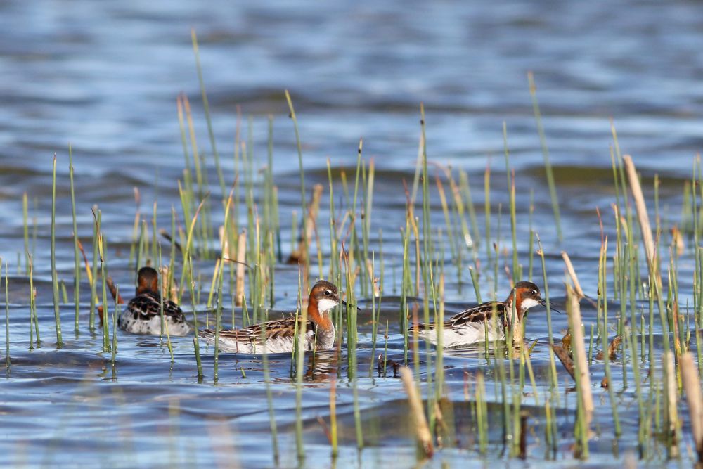 Kõige kiiremini langeb Fennoskandias pesitsevatest kahlajatest veetallaja arvukus.