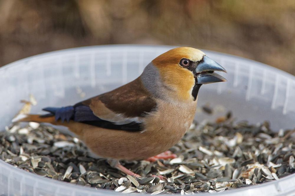 Ainult sihvkadieedil olevate isaste suurnokk-vintide sugurakkude kvaliteet võib langeda.