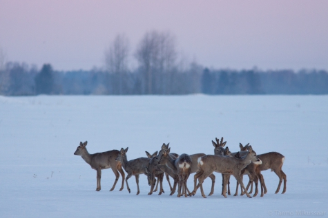 The white rump patches arevisible only in winter, in summer these hairs are brown. Photo: Tarmo Mikussaar
