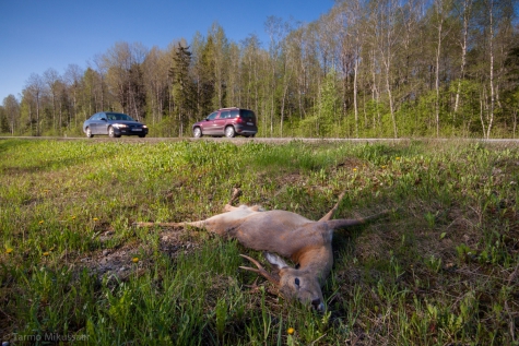 Suurtest ulukitest on Eesti liikluses kõige sagedasem ohver kaber ehk metskits. Autojuhtidel tasub tähelepanelik olla eriti Tiskre kandis ning Jägala jõe silla ümbruses, kus saavad kokku tiheda liiklusega maantee ning kitsede ajalooline liikumiskoridor. Foto: Tarmo Mikussaar