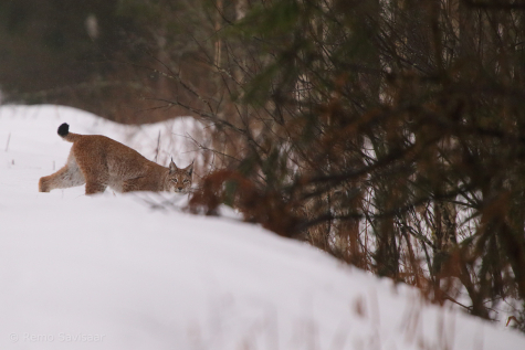 Ilves.