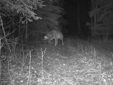 Hunt