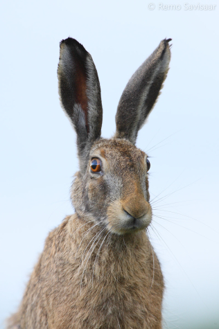 How to distinguish between the brown hare and the white hare in summer?