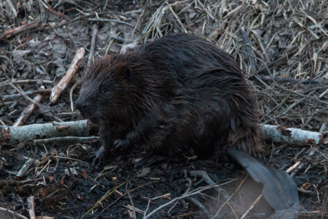 Beavers roaming around