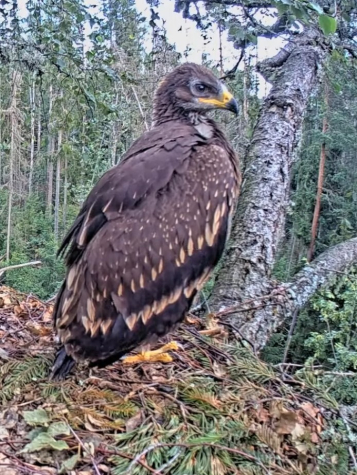 Väike-konnakotkast saab peatselt noor kotkas