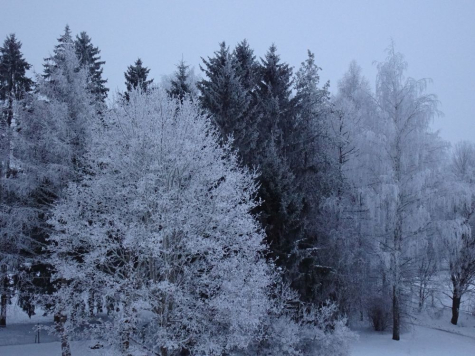 Härmas puud kolmapäeval