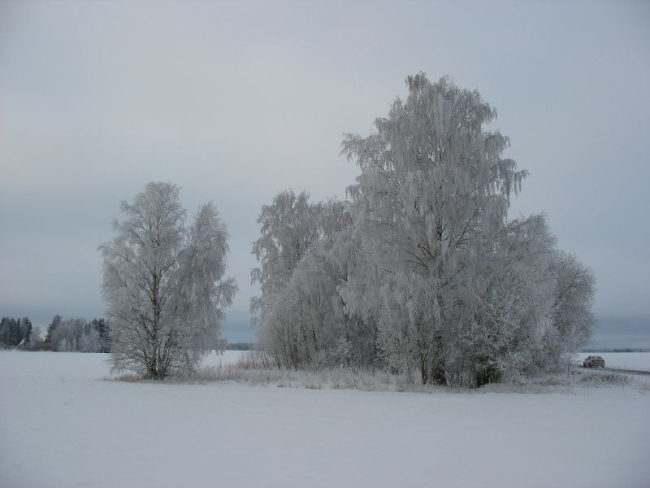 Härmas puud
