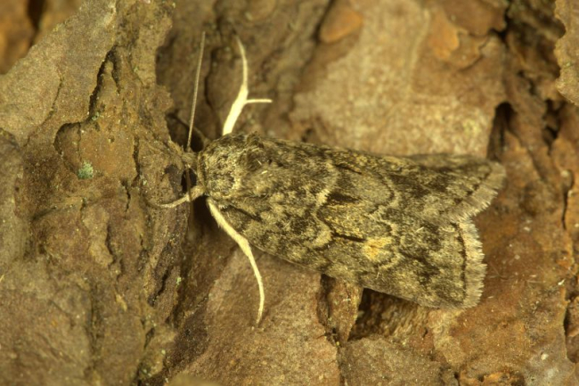  Nycteola degenerana   