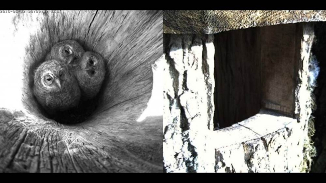Tawny owl chicks one month old