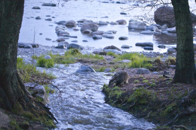 Kõige selle tunnistuseks sain valgusolusid arvestades ühe rahuldava pildi toreda üllatuse pakkunud mägrast. Pilt on tehtud 100mm makroobjektiiviga ja ISO oli 2000