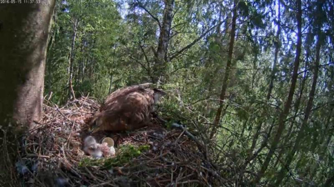 Jälle uus ilmakodanik, hiireviudel koorus tänaseks teine viuhakatis ja ülehomseks ootame kolmanda koorumist.