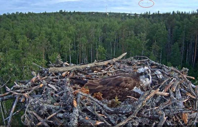 Kalakotkapaaril Mai ja Mati pesas koorus esimene muna 4. juuni õhtul
