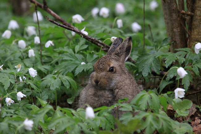 Fotole on jäädvustatud valgejänese poeg, kes oli sattunud talumaastikule. Foto: Tõnu Talvi