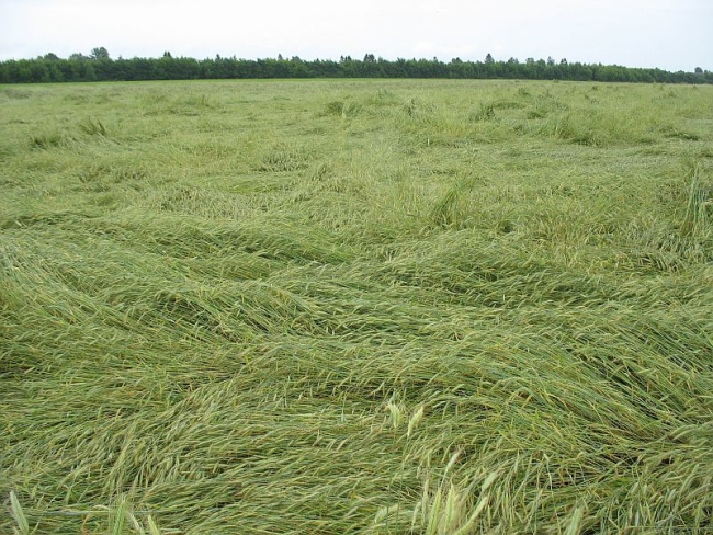 Lamandunud rukis