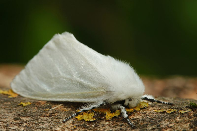 Pajulainelane