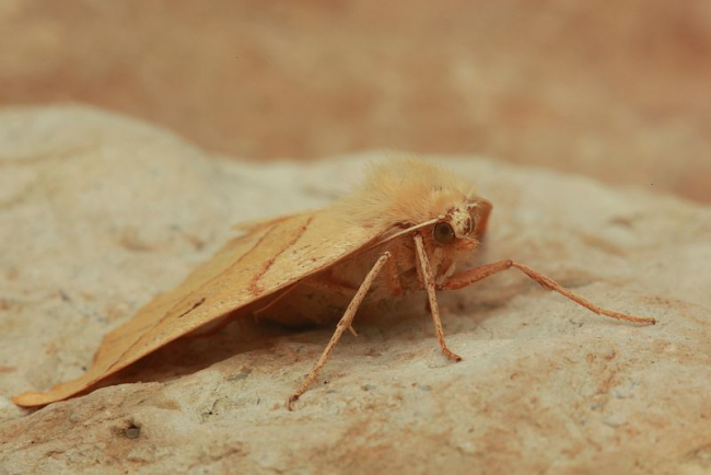 Scalloped oak moth