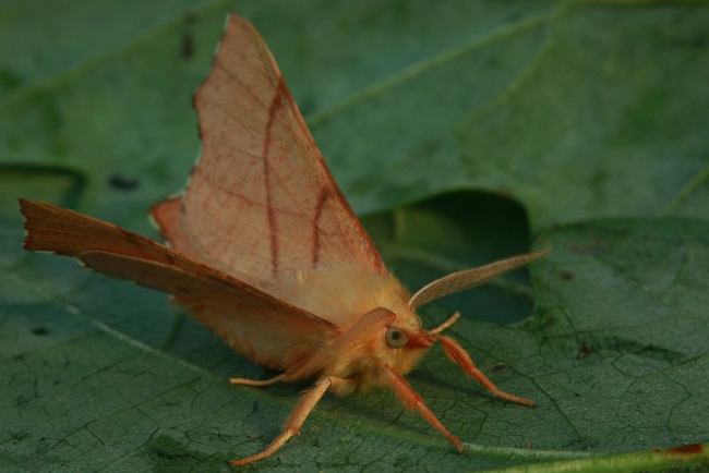 September thorn