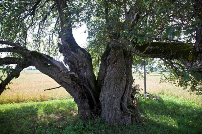 Oti metsõunapuu
