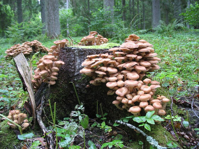 Külmaseeni on metsades massiliselt. Külmaseened kuuse kännul Luua pargis