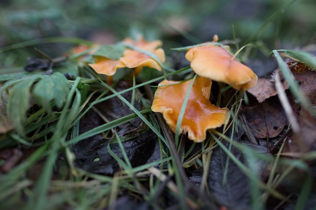 Piltidel olevad seened kasvasid suisa maapinnal. Rohu ja kõdu all lebaval vanal pajuoksal