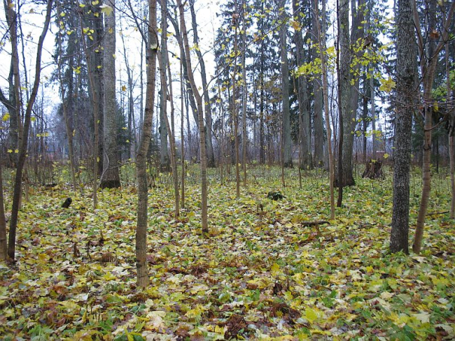 Sügisene mõisapark möödunud nädala algul
