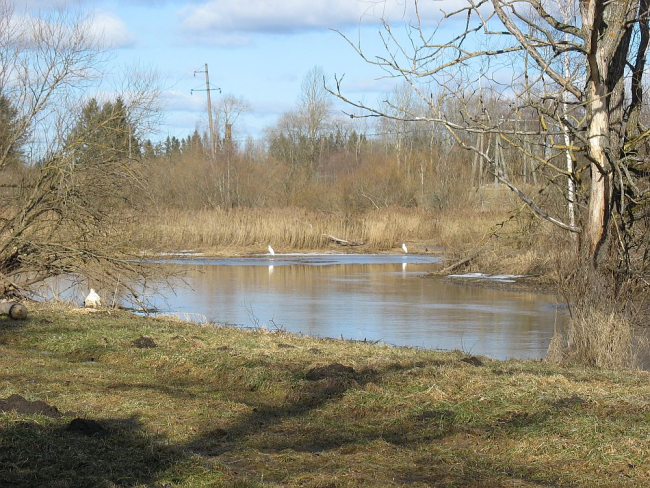 Hõbehaigrud Pedja jõel